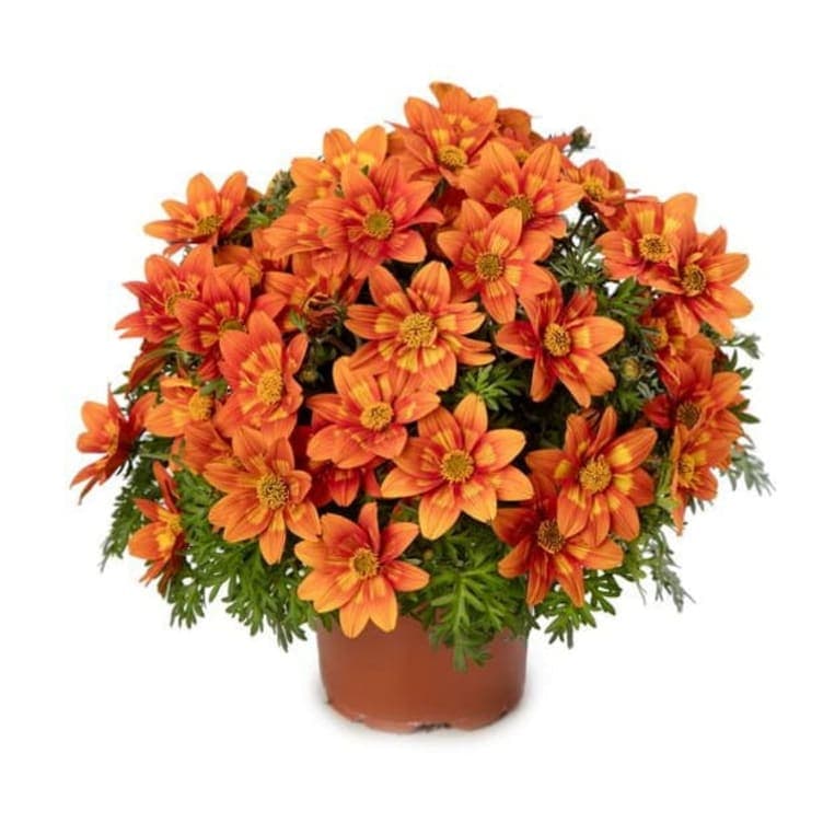 Bidens Mix 12cm