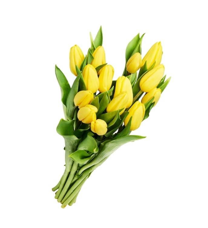 Tulipan 14pk Jul