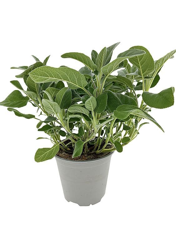 Salvie Culinaria 750g Schrader Gartneri