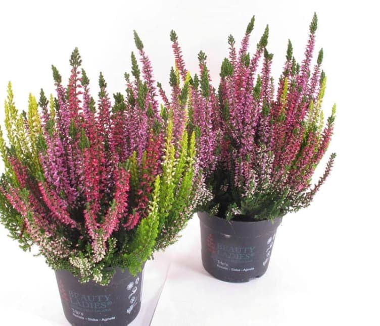Calluna 14cm Trio