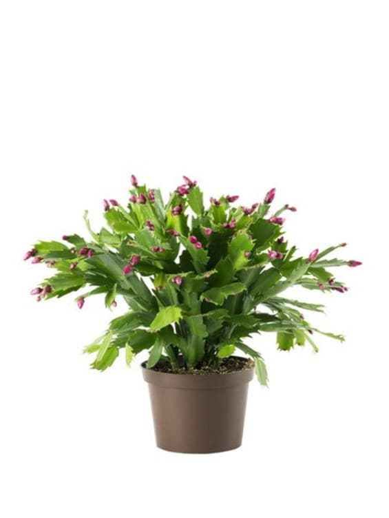 Påskekaktus 9cm