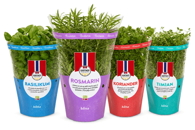 Rosmarin 12cm Stor Potte