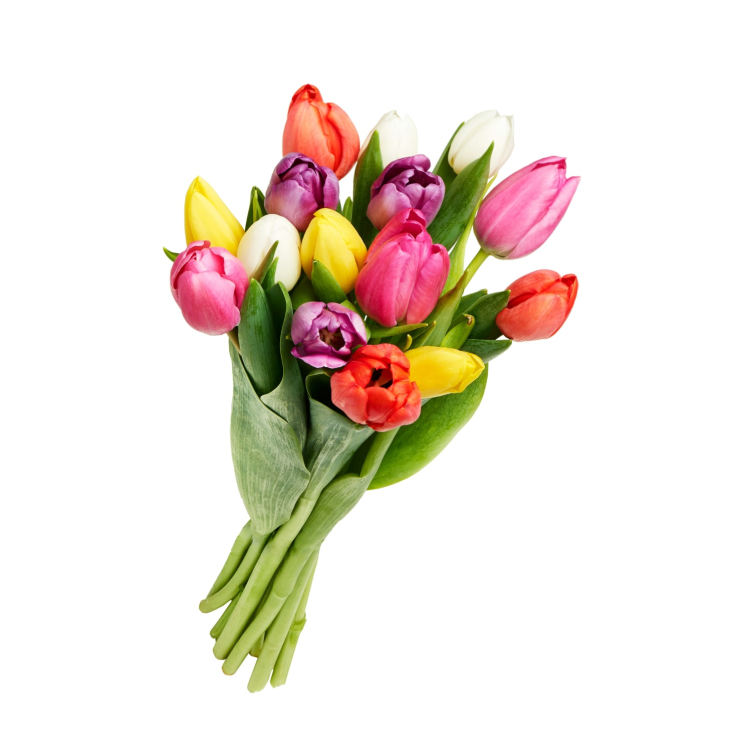 Tulipan Miks 20pakke Bama