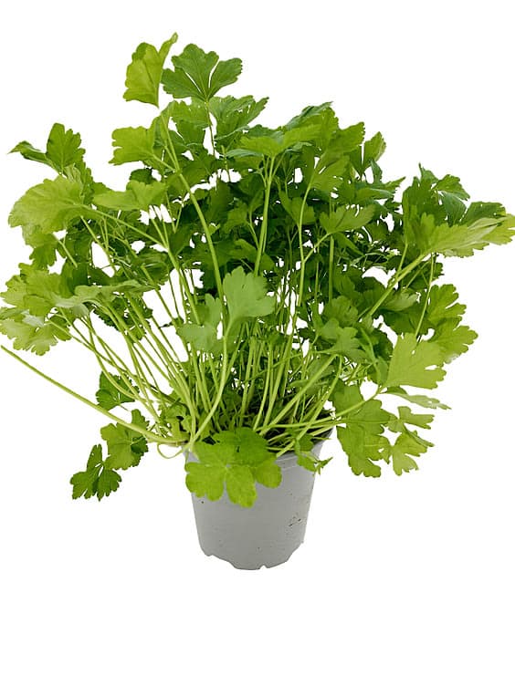 Bladpersille Premium Urt Langtidsholdbar Schrader Gartneri 1 stk