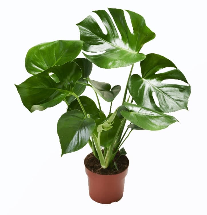 Monstera 17cm